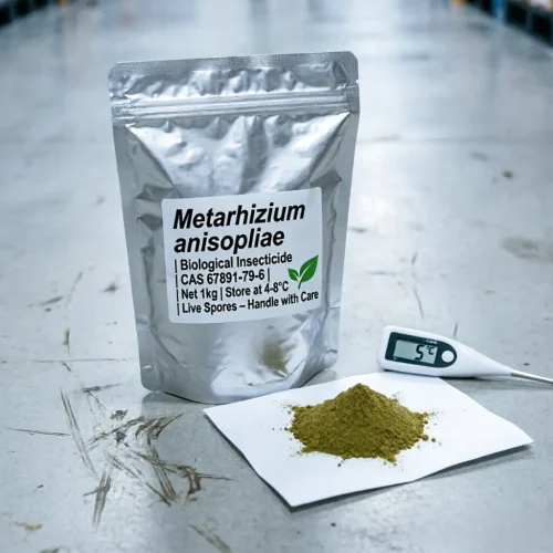 1kg aluminum foil packaging of Metarhizium anisopliae biological insecticide with live spores. The label requires 4-8°C storage, validated by the 5°C digital thermometer next to the powder, ensuring high viability for agricultural pest control.